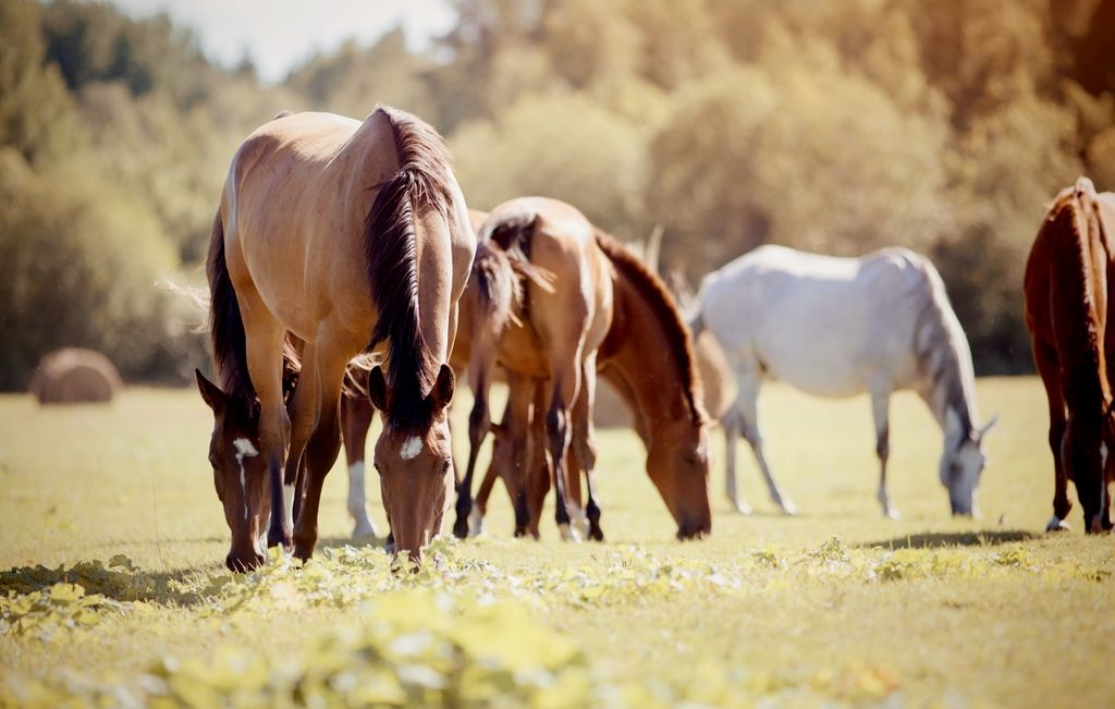 Hest og person ute på vinteren