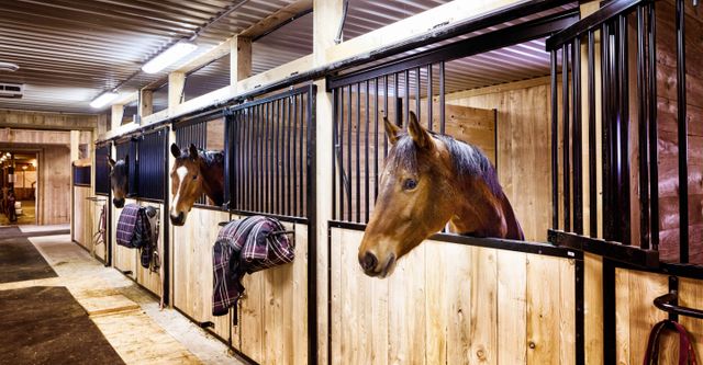 Hester i en stall