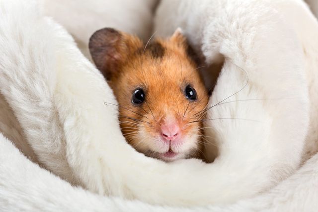Hamster som ligger i et hvitt mykt teppe