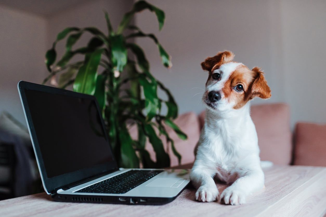 Hund som ligger ved siden av en laptop.