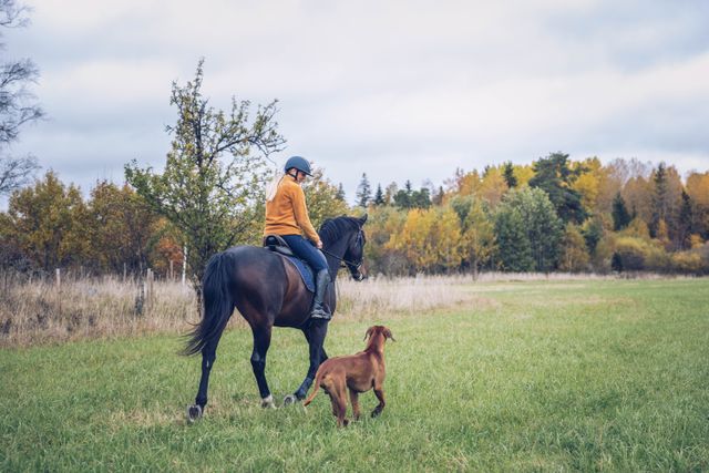 Hest, rytter og hund som rir på tur i høstlandskap