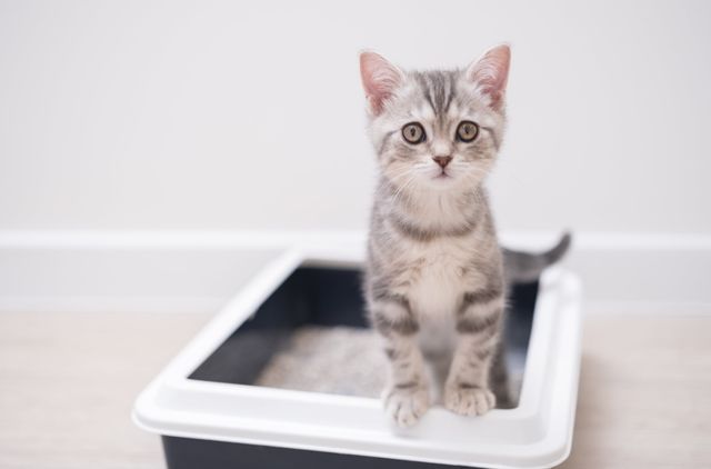 Katt med Tritrichomonas kan få diaré.
