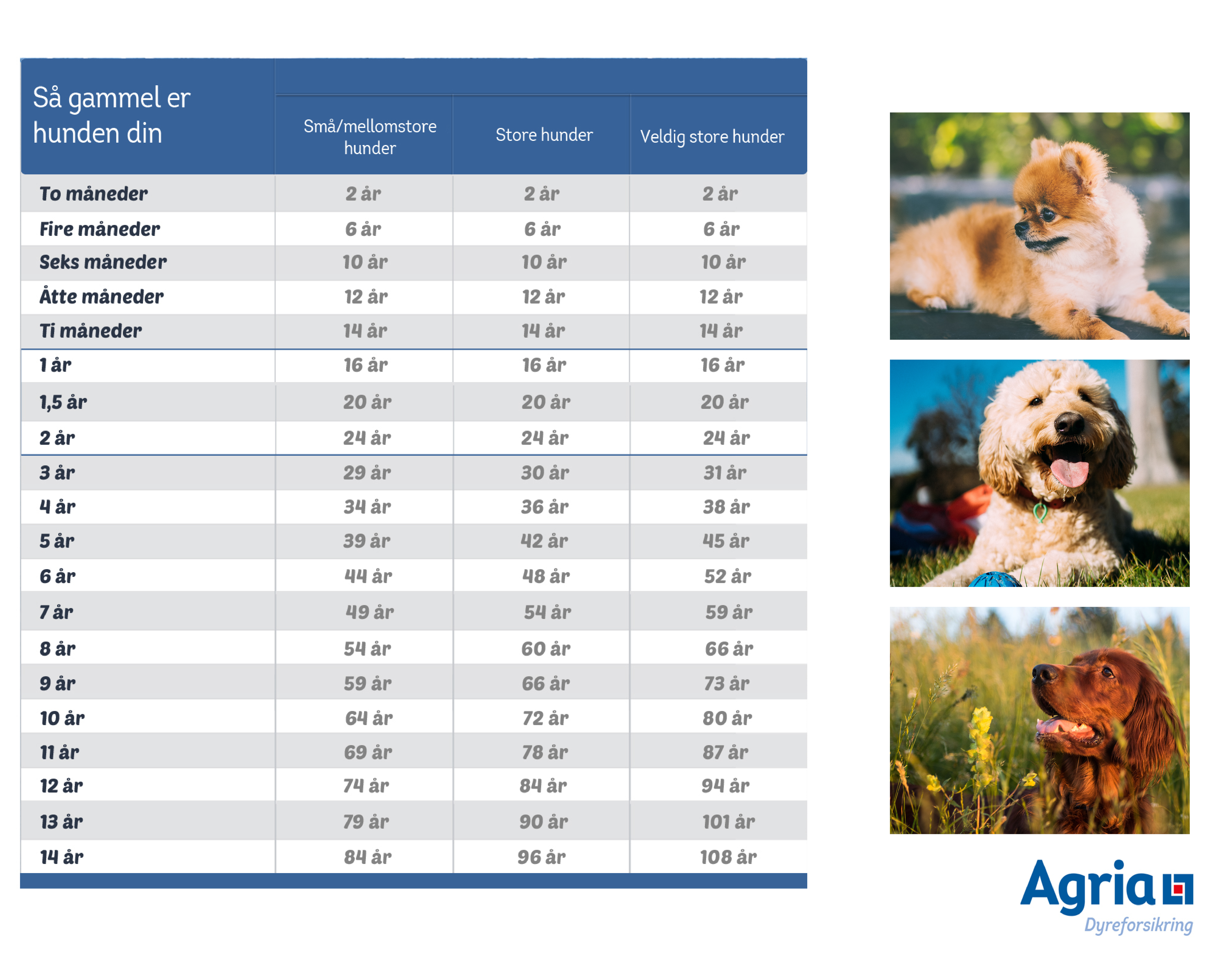 gammel din i hundeår? Agria Dyreforsikring