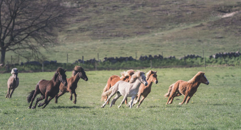 Hester løper ute i flokk