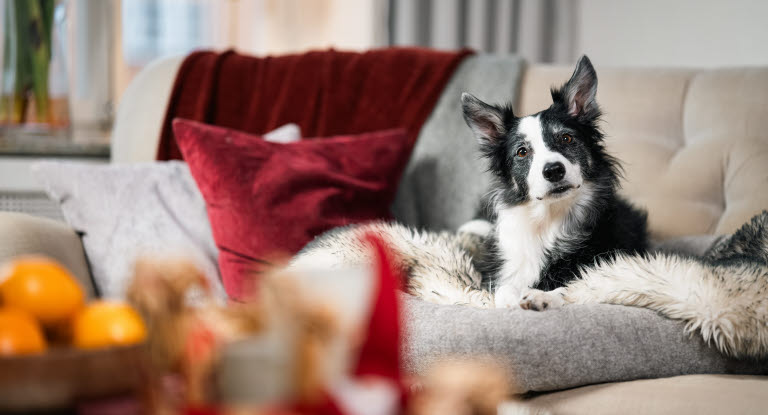 Hund i sofa