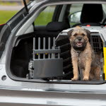 Slik reiser du trygt med hund i bil