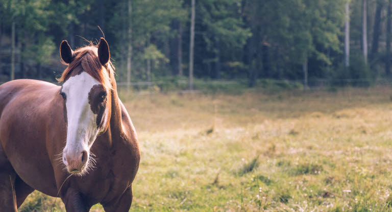 Hest på beite