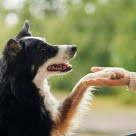 Border collie som gir labb til en dame.