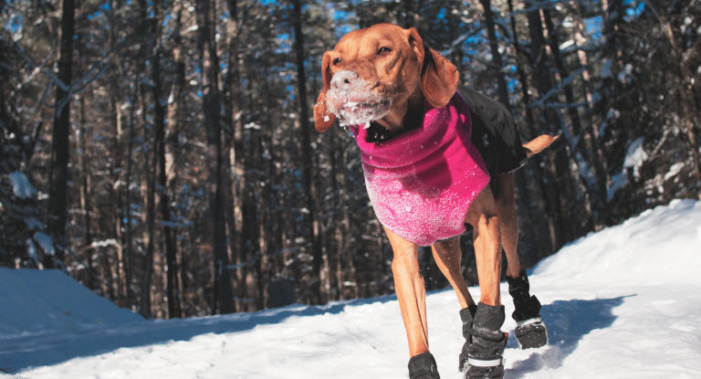 Hund i snøen med dekken og potesokker