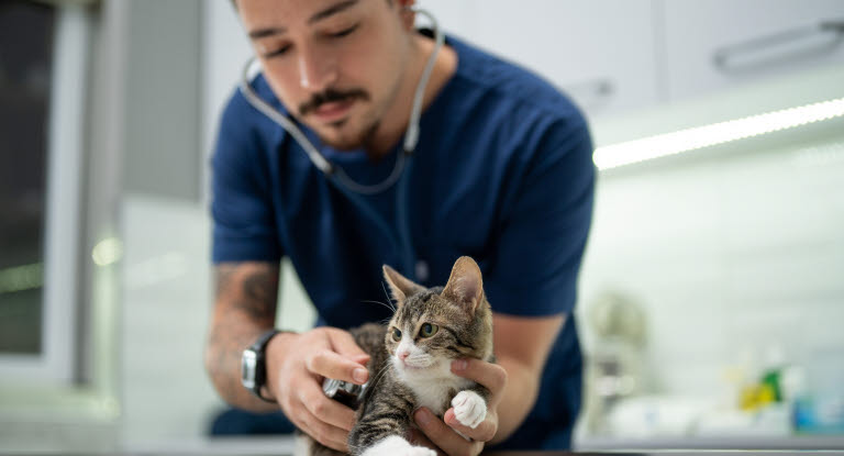 Katt blir undersøkt hos veterinær