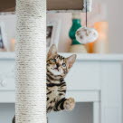 Kattunge leker på et klatrestativ