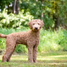 Goldendoodle poserer ute i grønne omgivelser