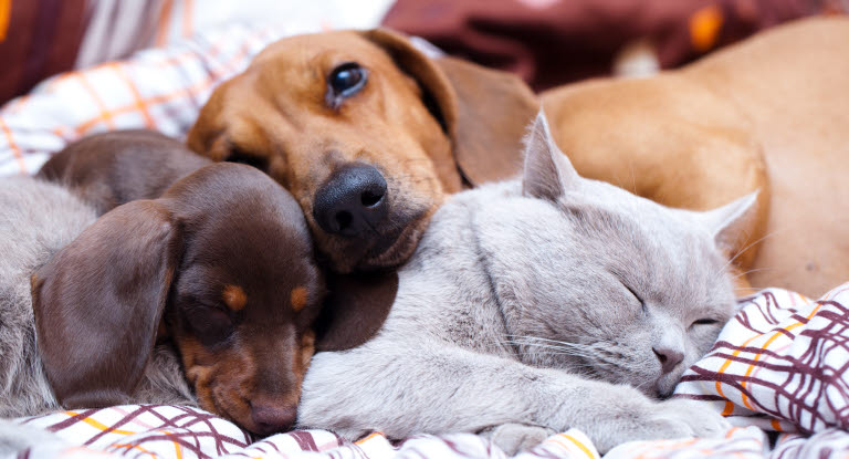 To hunder og en katt som sover i seng