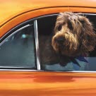 Slik reiser du trygt med hund i bil
