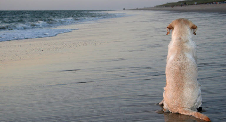 En gammel hund som sitter på stranden med ryggen til