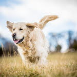 Golden retriever løper utendørs