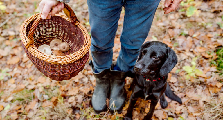 Hund og eier med soppkurv