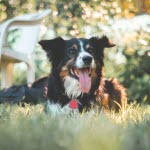 Border Collie i gresset