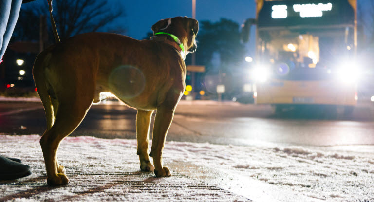Hund med lysehalsbånd