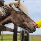Hånd som klapper en hest