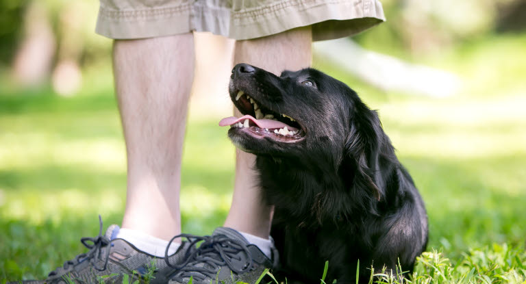 Sort hund som ligger i gressev ved siden av en persons ben