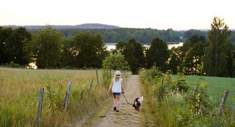 Jente og hund som går tur på en landevei