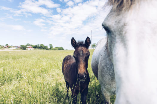 Føll og hoppe ute på beite