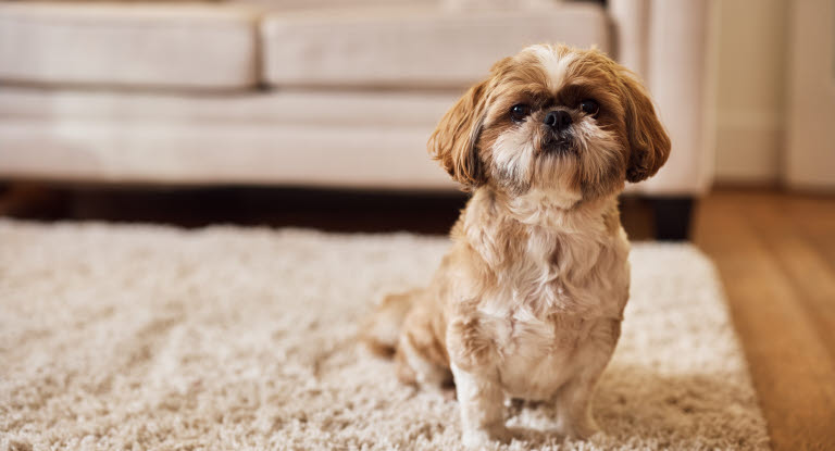 Hund tisser på gulvteppe