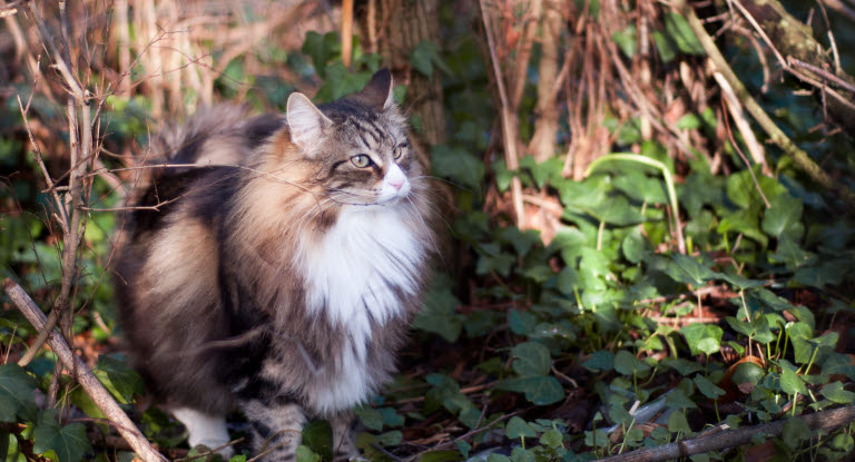 Norsk skogkatt utendørs