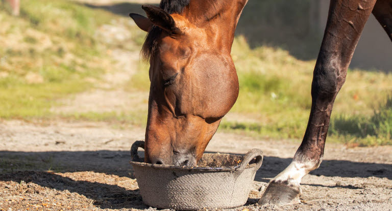 Menneske klapper hest