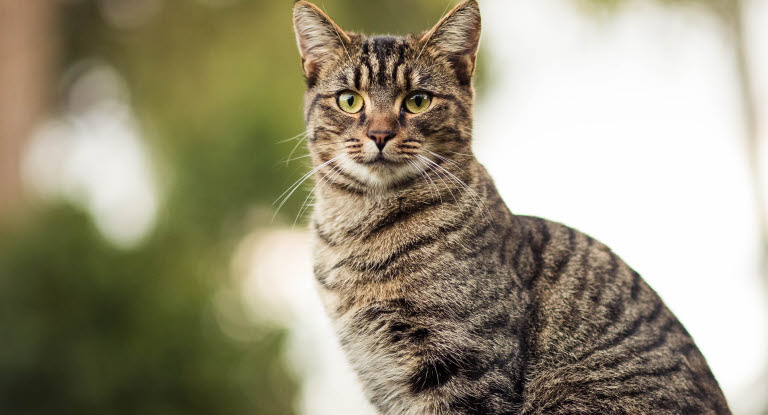 Katt utendørs i naturen