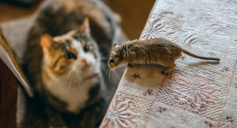 Katt jakter på mus