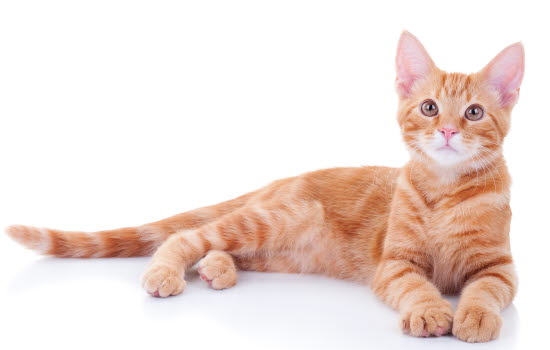 Flatt Pa Katt Agria Dyreforsikring