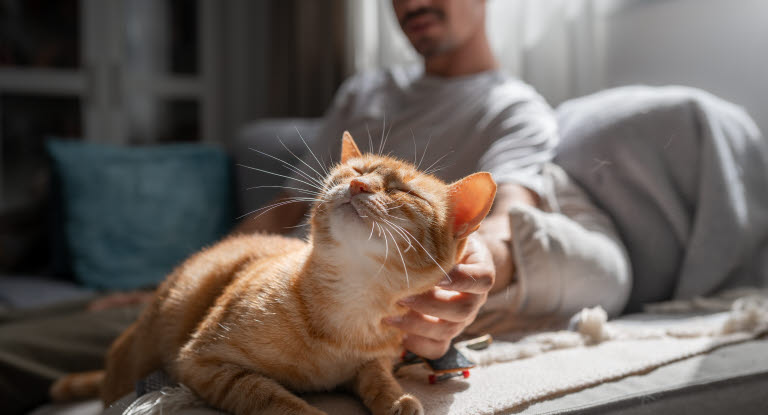 Mann som klapper en orange katt