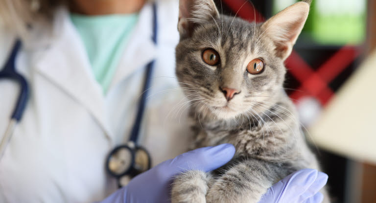 Katt som blir holdt av en veterinær