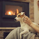 Hund som ligger på fanget ved en peis