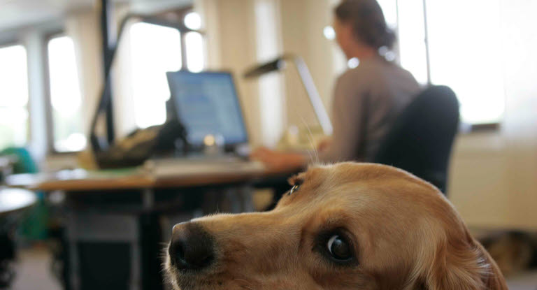 Hund på kontor