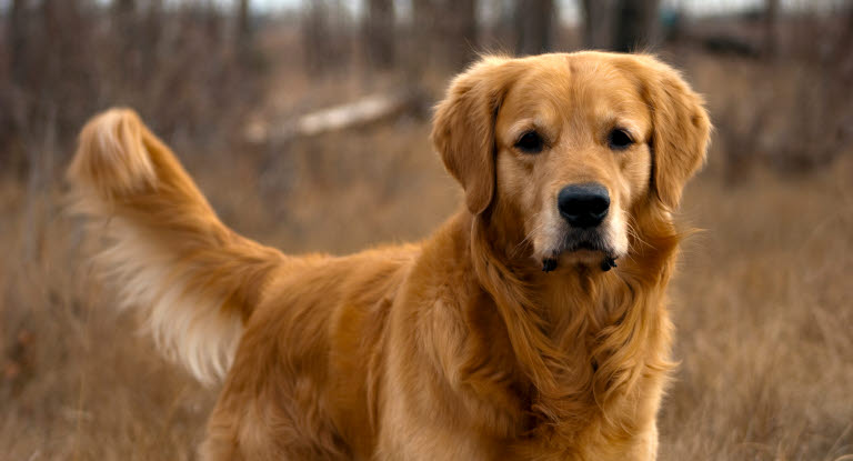 Golden retriever på høsttur