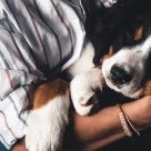 Valp som sover i armene på en person