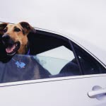 7 sommerfarer for hunden din