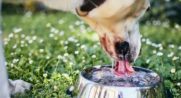 Hund som drikker fra en skål.