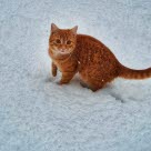 Oransje katt i snøen