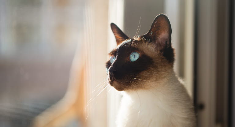 Katt som ser ut av viduet