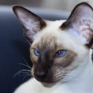 Siameser, masket katt med blå øyne