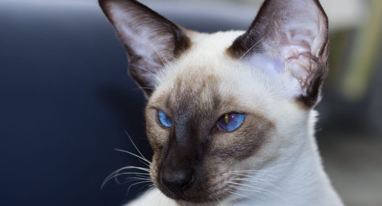 Siameser, masket katt med blå øyne