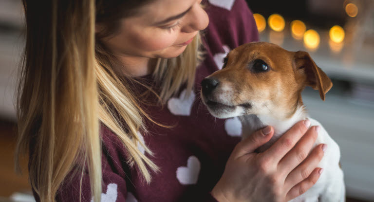 Jack russell og eier i et julehjem