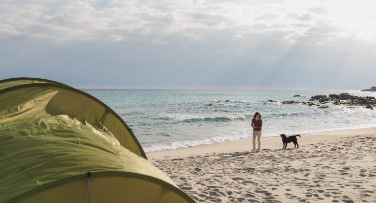 Hund og person på strand med telt