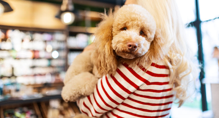Hund som blir løftet av dame.
