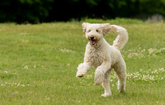 Krøllete lys hund som hopper på gress