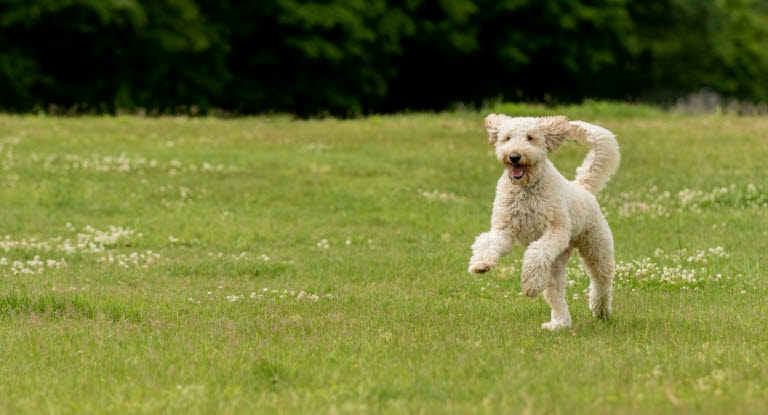 En glad labradoodle løper på en gresseng